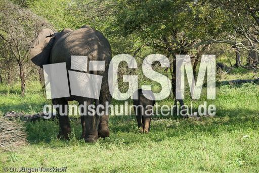 Afrikanischer Elefant (97 von 131).jpg